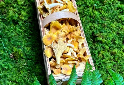 plize-wald
