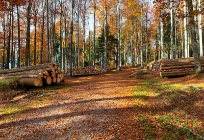wandern-wald